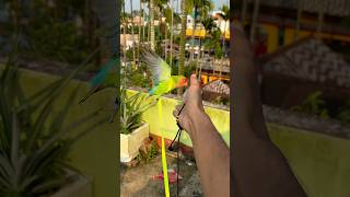 Love birds training🦜 Birds harness training birds parrot minivlog shortvideo shortvideo ￼ [upl. by Outlaw69]