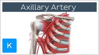 Axillary Artery  Location amp Branches  Human Anatomy  Kenhub [upl. by Kubiak]