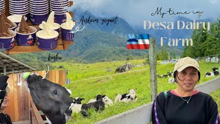 “Little New Zealand” di Sabah Desa Dairy Farm Free Yogurt  Beri makan lembu [upl. by Kiker]