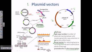 Plasmid as a cloning vector [upl. by Jez346]