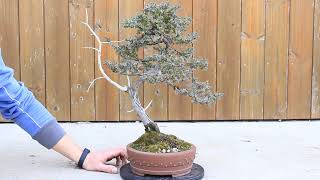 Bonsai Ginepro  Private collection [upl. by Tung573]