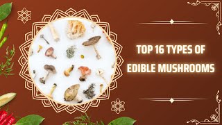 Top 16 Types of Edible Mushrooms [upl. by Enyak320]