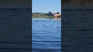 Whale spotted in Sheepscot River in Wiscasset shorts [upl. by Dowell714]