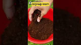 ଅମୃତଭଣ୍ଡା କଲମୀ ll Papaya grafting odishakrushakbandhu shorts short youtube papaya fruit bbq [upl. by Hedvige900]