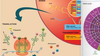 Proteinsyntesenavi [upl. by Jarrow]