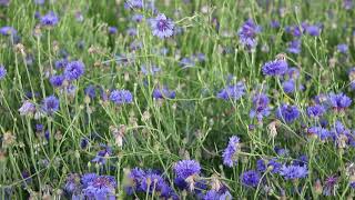 1 minuut natuur korenbloem  cornflower  Kornblume  le bleuet [upl. by Noryahs]