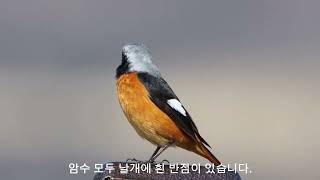 quot딱새quot Daurian Redstart 참새목솔딱새과 L14155cm [upl. by Robina]