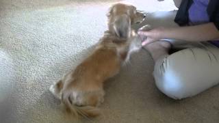 English cream miniature dachshund doing tricks [upl. by Eniala]