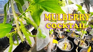 Tasty Mulberry Cocktail Trees  Multi Grafted Trees [upl. by Ahsiem627]