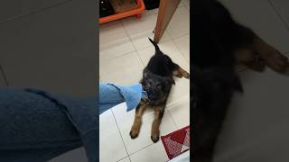 Leo Is So Energetic German shepherd Puppy puppy dogs [upl. by Notrub762]