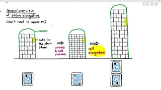 1522 Chemical Communication in Plants Auxin amp Gibberellins Cambridge AS A Level Biology 9700 [upl. by Elocel]