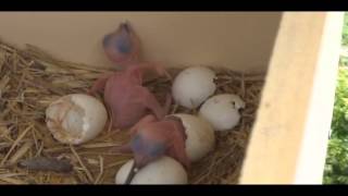 Kookaburra chicks at first hatching [upl. by Chui]