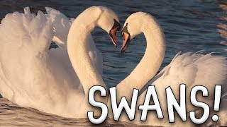 Swans Swan Facts for Kids [upl. by Akili]