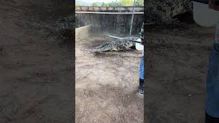 Crocodile in angry mood🙂 trending satisfafying viralvideo crocodile animals [upl. by Northrop]