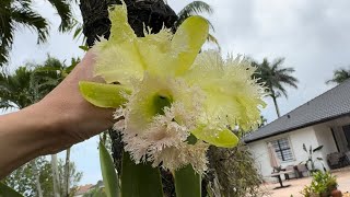 Garden Walk After Storm Fresh Bloom Surprises [upl. by Letram556]