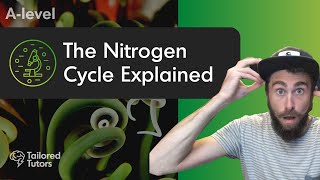 The Nitrogen Cycle Explained  A Level Biology Revision  AQA [upl. by Lyndsey]