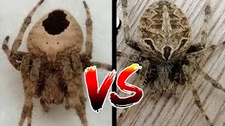 TALAAN VS TIGRE  RAMBLE GAGAMBA FIGHT 😱🕷️gagamba viralvideo gagambafight viralshorts trending [upl. by Iznyl]