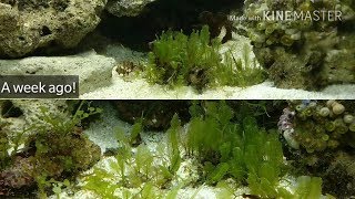 Macro Algae  Its Growing FAST Macroalgae Reef  How to Grow  Macroalgae Aquarium [upl. by Naves]