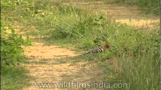 Treepie watching a Hoopoe [upl. by Benkley972]