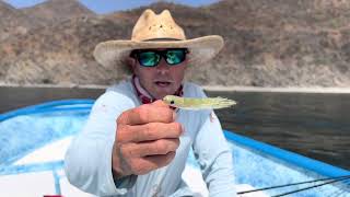 Roosterfish 101  Tips Flies and Gear for Roosterfish [upl. by Ahtebbat]