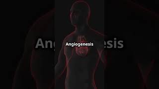 Angiogenesis How It Can Help You [upl. by Frederica]