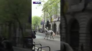 Escaped Horses Gallop Through Busy Central London [upl. by Billi]