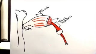 Fisiología Contracción de músculo esqueletico [upl. by Edin384]