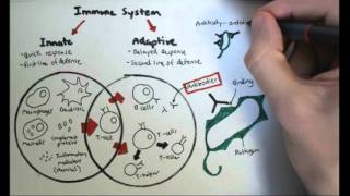 Immunology Overview [upl. by Keefer]