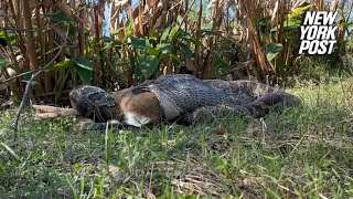 Crazy video shows massive python swallowing a deer whole [upl. by Pentheam747]