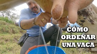 Como ordeñar un vaca artesanal con la mano en campo con ternero ordeño leche y ganado TVdigital [upl. by Enihsnus]