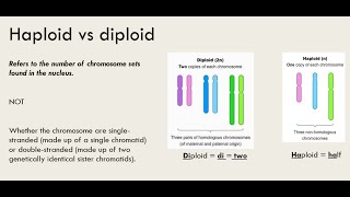 Haploid vs Diploid [upl. by Airenahs]