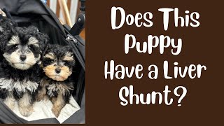 Does This Puppy Have a Liver Shunt [upl. by Emmye]