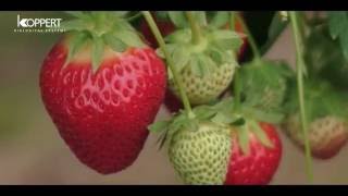 Strawberry pollination with Koppert bumblebees  NFFC [upl. by Houser]