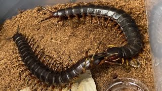 Scolopendra galapagoensis mating [upl. by Tyne]