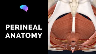 Anatomy of the Perineum 3D tutorial  UKMLA  CPSA [upl. by Asnerek]