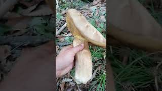 Boletus aestivalis  mushroom  The big ONE [upl. by Trevlac923]