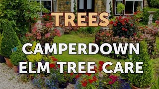 Camperdown Elm Tree Care [upl. by Downey]