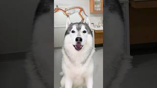 Il mio CANE PARLA con il VETERINARIO😱🐶👨🏻‍⚕️ cane dog comico comedy veterinario [upl. by Elisha]