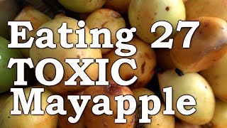 Will I DIE   Eating 27 TOXIC Mayapples  Wild Edible Experiment [upl. by Anyahs872]