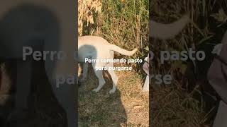 Perro comiendo pasto para purgarse [upl. by Drahnreb170]