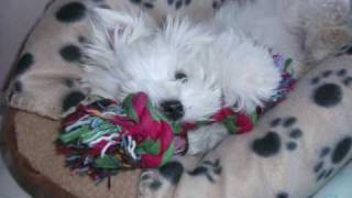 Maltese puppy 10  15 weeks old [upl. by Ahusoj]