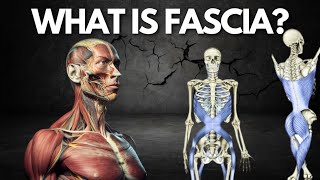 What is Fascia What does Fascia do Fascia for Athletic Efficiency and Performance Movement Quantum [upl. by Thaddus]