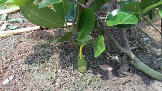 All time jackfruit Baromasi kathal plants [upl. by Malvin]