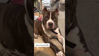 Pitbull🐕dog lover whatsapp status world most powerful and dangerous attacking dog breed in the World [upl. by Nolad]