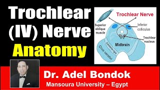 Trochlear IV Nerve Clinical Anatomy Dr Adel Bondok [upl. by Peterson]