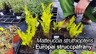 Európai struccpáfrány  Matteuccia struthiopteris [upl. by Aihsakal]