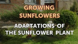 Adaptations of the Sunflower Plant [upl. by Shaylynn]