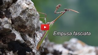 Empusa fasciata Έμπουσα  Mantodea [upl. by Nwahsat]