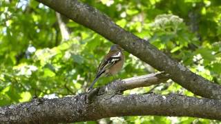 Chant du pinson mâle Fringilla coelebs [upl. by Vita]