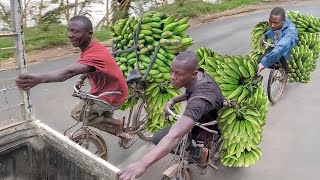 Risky But Genius Way They Transport Bananas in Africa [upl. by Ellahcim]